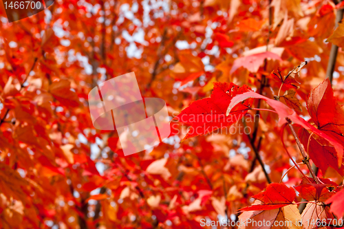 Image of Full Frame Field of Orange Autumn Maple Leaves on Trees