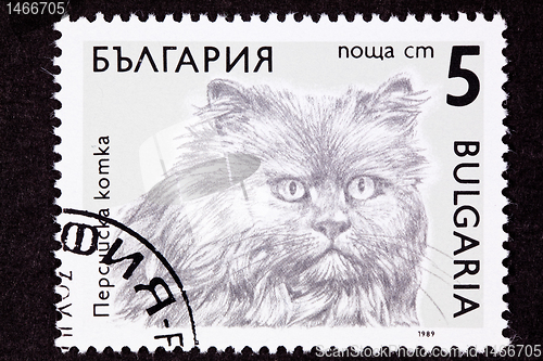 Image of Canceled Bulgarian Postage Stamp Fuzzy Longhaired Persian Cat Br