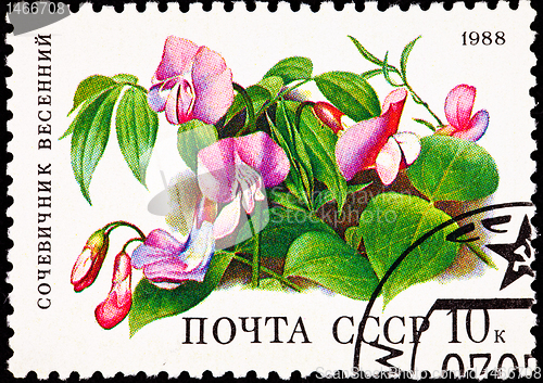 Image of Soviet Russia Post Stamp Spring Vetchling Lathyrus Vernus Orobus