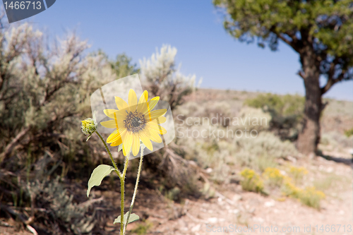 Image of Helianthus Sunflower Sagebrush Desert New Mexico