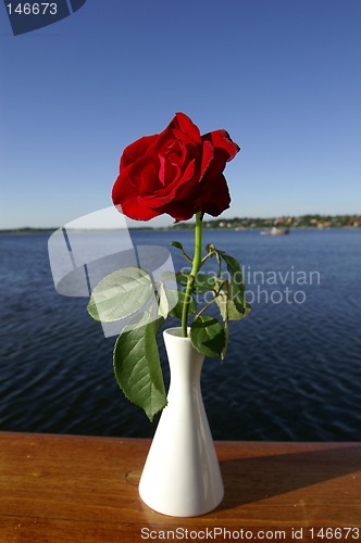 Image of Fjord rose