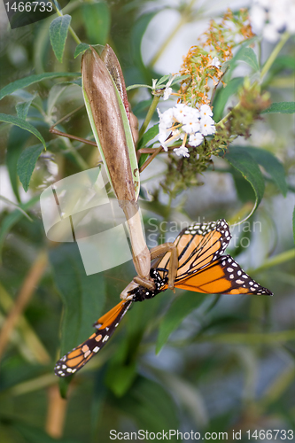 Image of Upside down Praying Mantis Eating Monarch Butterfly