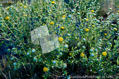 Image of Curlycup Gumweed Grindelia Squarrosa NM USA