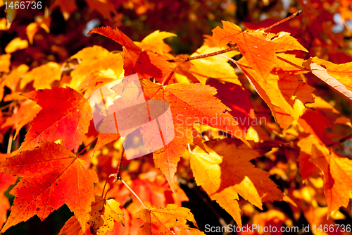 Image of Full Frame Bunch Orange Autumn Maple Leaves Tree