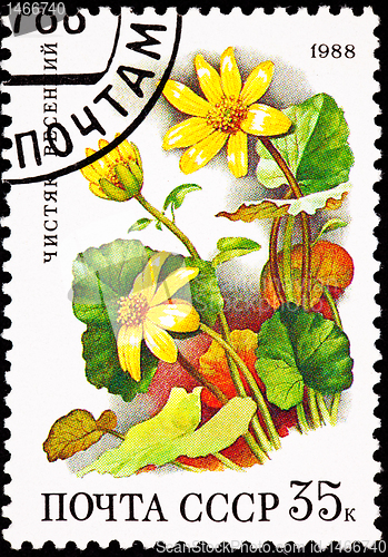 Image of Soviet Russia Stamp Yellow Lesser Celandine Ranunculus Ficaria