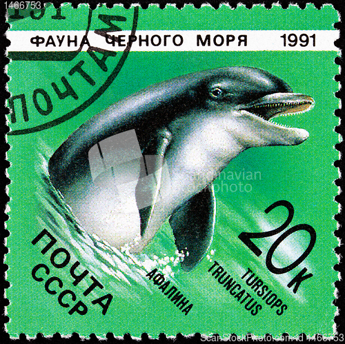 Image of Post Stamp Bottlenose Dolphin Tursiops Truncatus