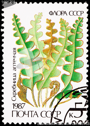 Image of Russia Postage Stamp Hart's-Tongue Fern, Asplenium Scolopendrium