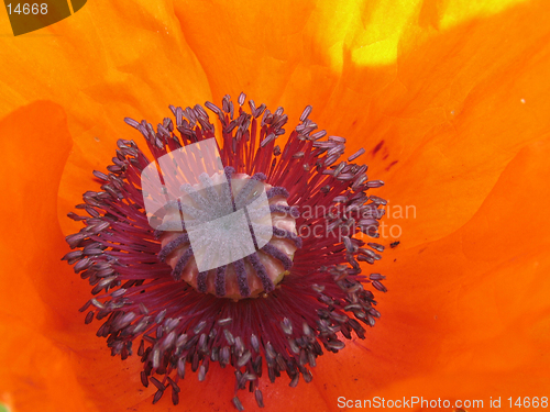 Image of Red poppy. The close-up of poppy flower.