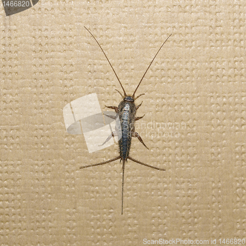 Image of Firebrat insect