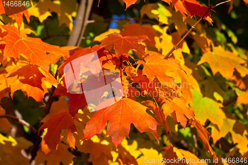 Image of Orange, Red, Yellow Maple Leaves on Tree Fall Autumn