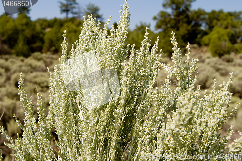 Image of Closeup Silver Green Sagebrush High Desert NM USA