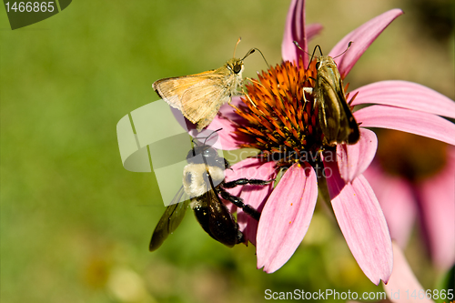 Image of Crossline Skipper Butterfly Bumblebee Flower 'Magnus' Echinacea 