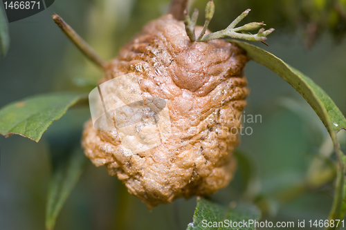 Image of Macro Of Praying Mantis Egg Case Ootheca, Foam    