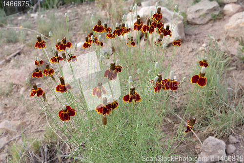 Image of Mexican Hat Flower Ratibida Dry Hillside NM