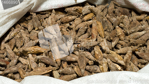 Image of Sack Caterpillars in Brown Cocoons Pet Market Shanghai China 