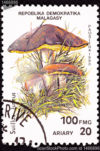 Image of Canceled Madagascar Postage Stamp Clump Slippery Jack Mushrooms,