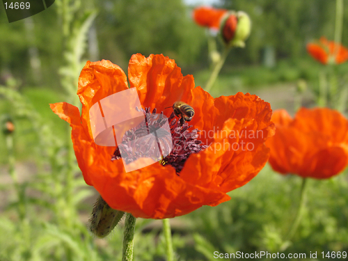 Image of Poppy and the bee. The close-up of poppy flower pollinated by bee.