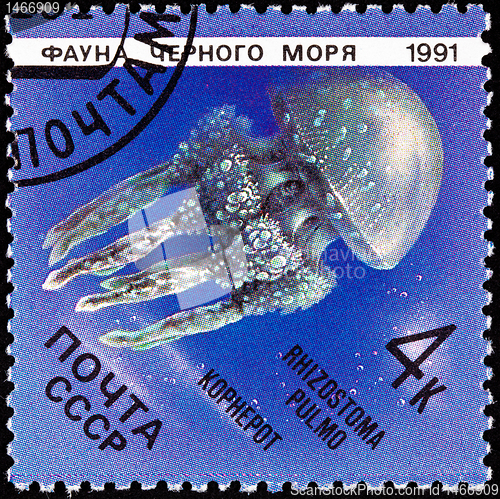 Image of Postage Stamp Jellyfish Rhizostoma Pulmo Lung Sea