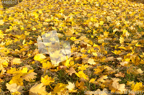 Image of Full Frame Bunch Yellow Autumn Maple Leaves Ground