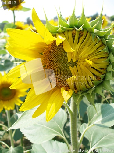 Image of Blosoming sunflower close-up