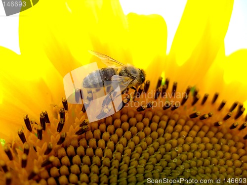 Image of Honey bee collecting pollen 3