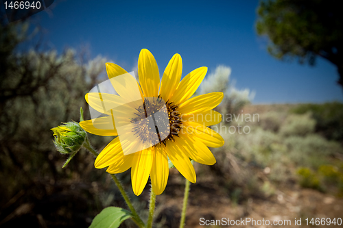 Image of Sunflower Helianthus Laetiflorus New Mexico USA