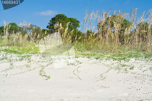 Image of Sea Oat Grass Beach Dunes Hilton Head South Carolina, USA