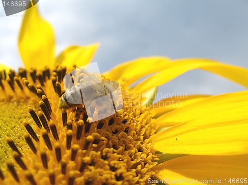 Image of honey bee collecting pollen 4