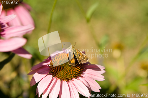 Image of Crossline Skipper Butterfly polites origenes Pink 'Magnus' Echin