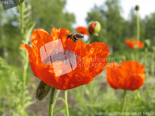 Image of Poppy and the bee. The close-up of poppy flower pollinated by bee.