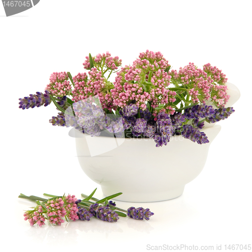 Image of Valerian and Lavender Herb Flowers