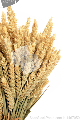 Image of Wheat