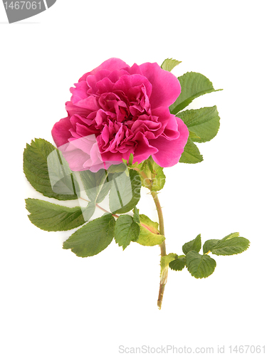 Image of Rugosa Rose