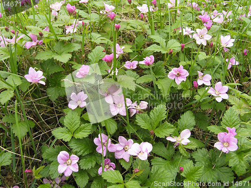 Image of Rubus arcticus