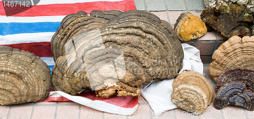 Image of Tree Fungus Mushrooms Food Market Guangzhou China