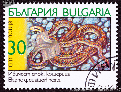 Image of Canceled Bulgarian Postage Stamp Coiled Four-Lined Rat Snake, El