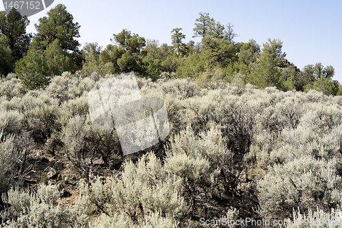 Image of Sagebrush Outside Taos, New Mexico, USA