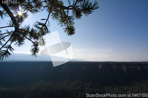 Image of Sunrise Rio Grande River Gorge Pine Tree Branch NM