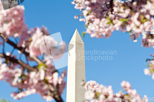 Image of Washington Monument Pink Cherry Blossoms, DC, USA