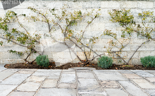 Image of Rose Bush Trained Stone Wall Flagstone Foreground