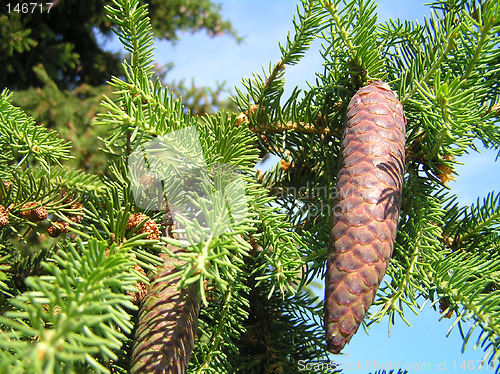 Image of Spruce cone