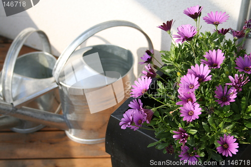 Image of Lilac marguerites