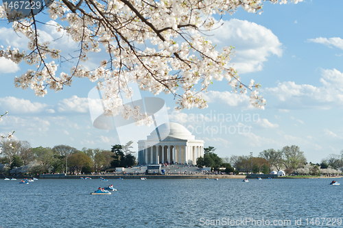 Image of Jefferson Memorial Tidal Basin Cherry Blossoms USA