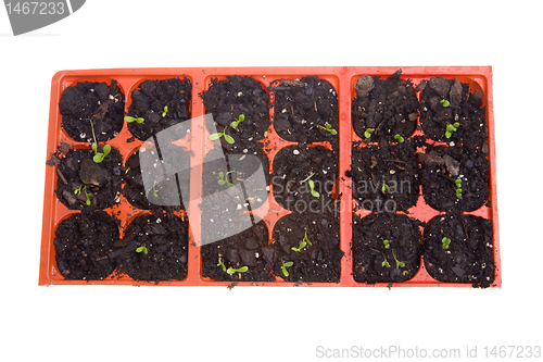 Image of Overhead Daisy Seedlings Sprouting Pots Isolated