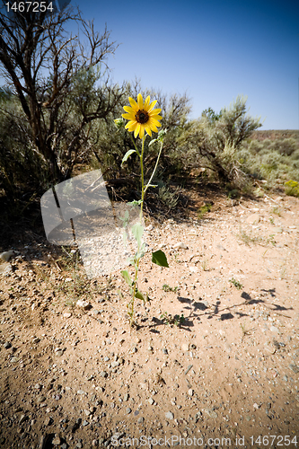Image of Helianthus Sunflower Sagebrush New Mexico Desert