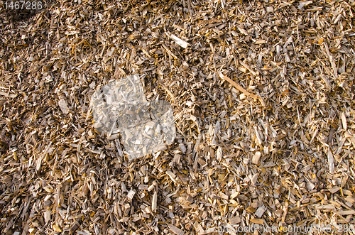 Image of Background of wood shavings.Biomass fuels.