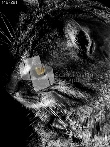 Image of cat