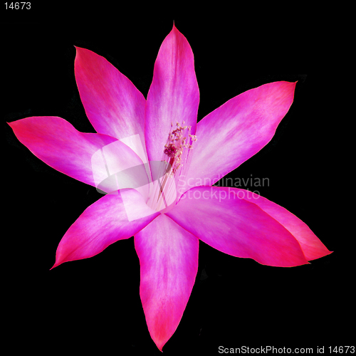 Image of Zigocactus truncatus on black background