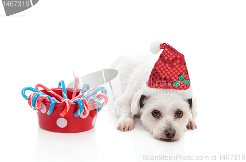 Image of Cute dog with Christmas treats