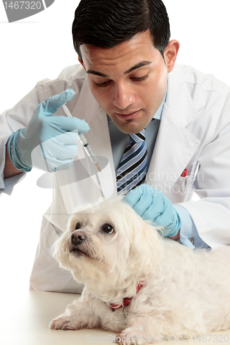 Image of Vet medicating small dog needle